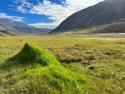 Imagen de una tundra ártica.