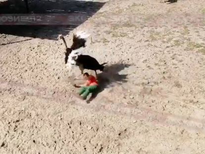 Una avestruz ataca a un cuidador en un zoológico de Penza (Rusia).