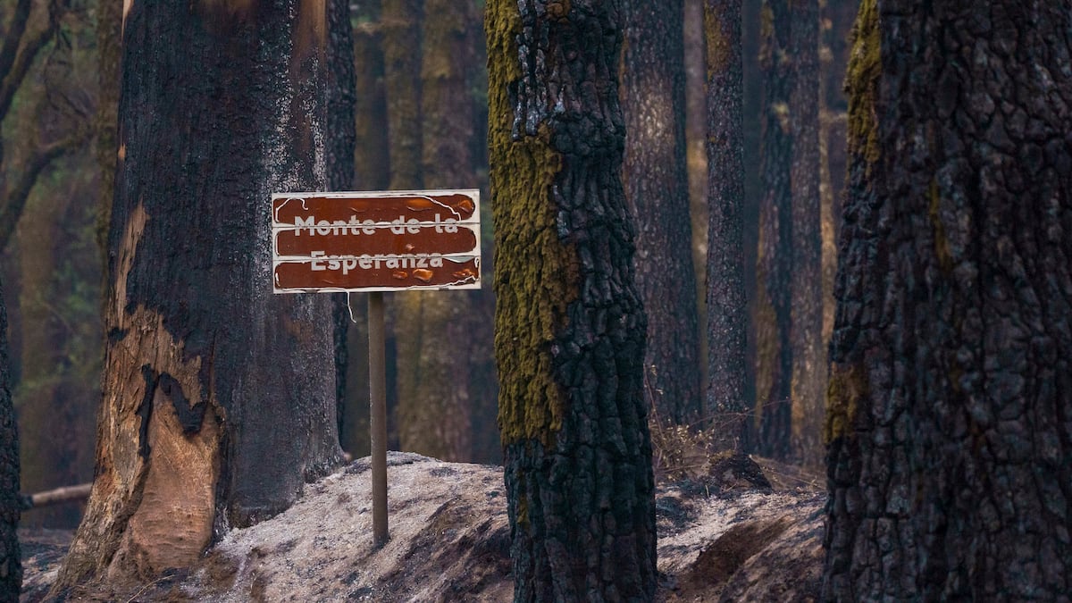 El potencial del sector forestal | Negocios