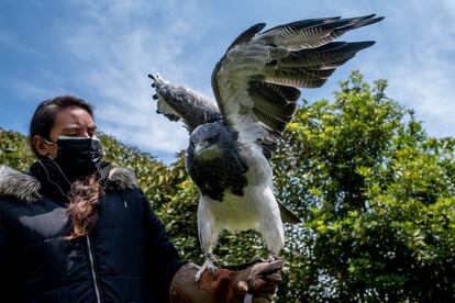 La experta en aves rapaces del Bioparque La Reserva muestra al águila de páramo a los niños que están de visita.