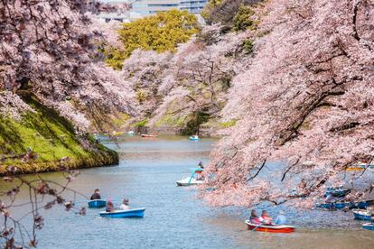 Cerezos en flor en un parque público de la ciudad de Tokio.