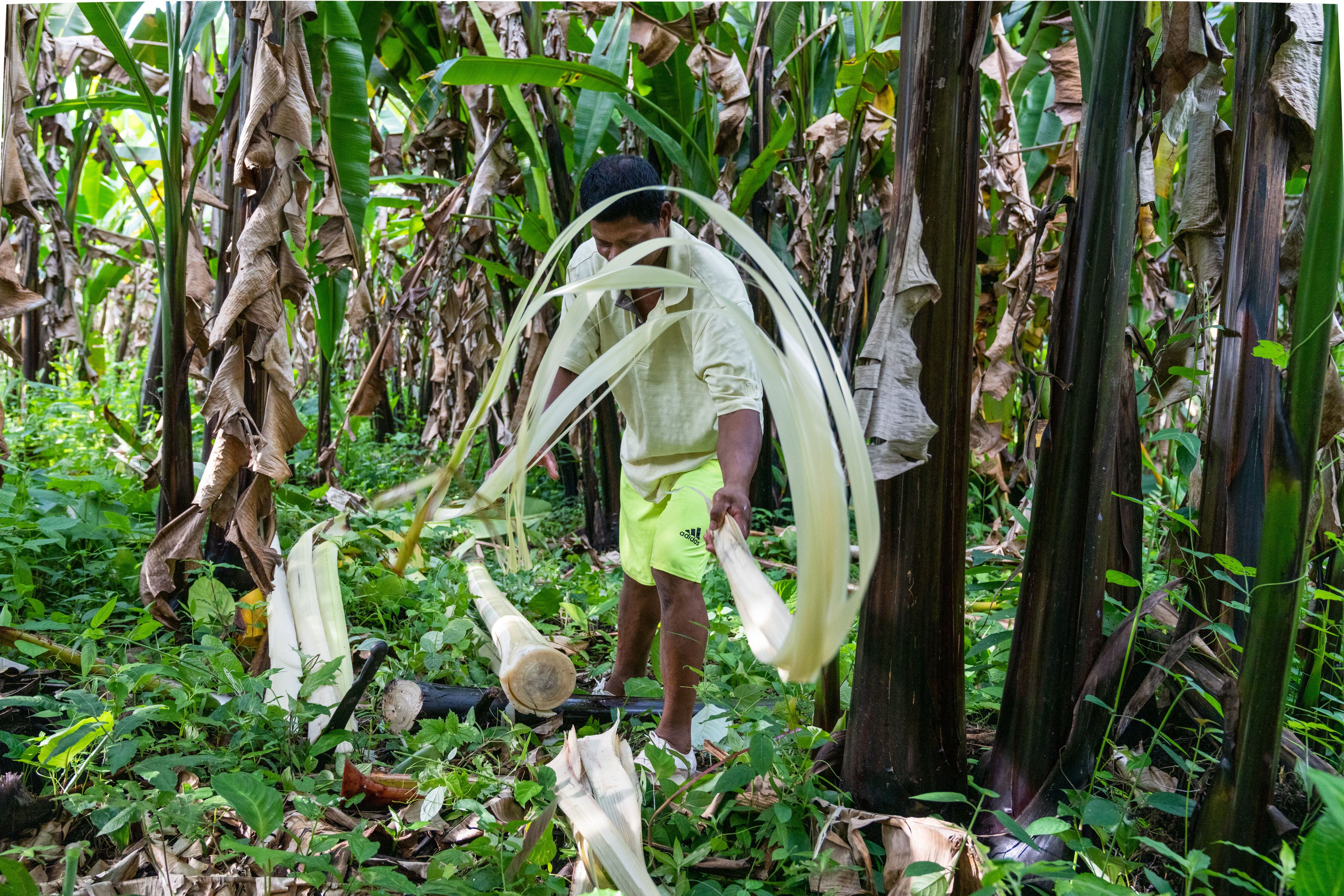 Un hombre cosechando el abacá, una variante de la planta del plátano con la que se fabrica una fibra para hacer bolsas de té, redes de pesca y papel moneda. 