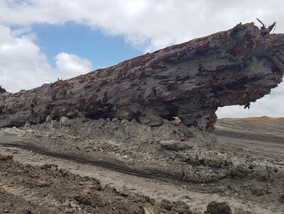 Este tronco de un kauri de hace miles de años ha permitido fechar y medir el impacto de la última excursión magnética de los polos.