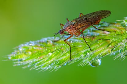 Mosquito del género 'Sylvicola', en su dormidero al amanecer. Durante la noche las gotas de rocío se acumulan en la vegetación y sobre el cuerpo de los insectos. Durante las primeras horas de luz permanecen inactivos. 