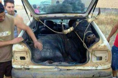 Toro en el maletero de un coche camino a un encierro en Carbajales de Alba (Zamora)