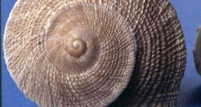 Caracol de tierra, que solo existe en la península Ibérica.