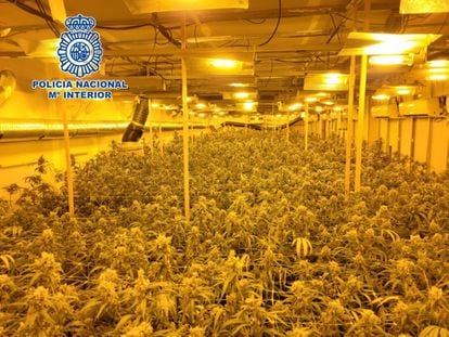 Cultivo ilegal de marihuana intervenido por la Policía Nacional en Málaga.