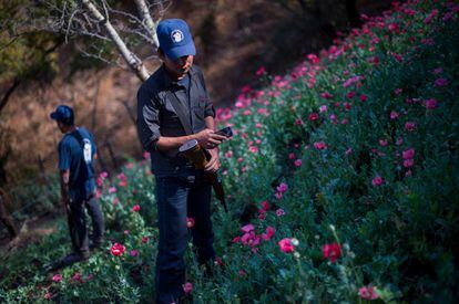 Un grupo de policías comunitarios custodian un plantío de amapola en la montaña de Guerrero, el 28 de septiembre de 2019.