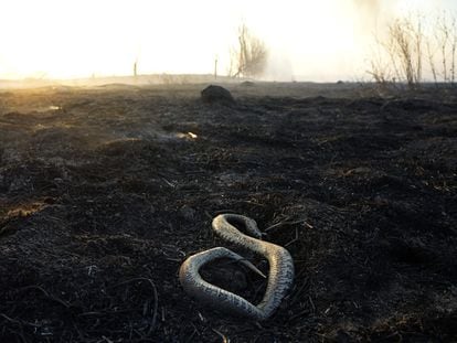 Una serpiente yace muerta sobre el suelo quemado de un humedal en el delta del río Paraná, en la provincia de Entre Ríos (Argentina)