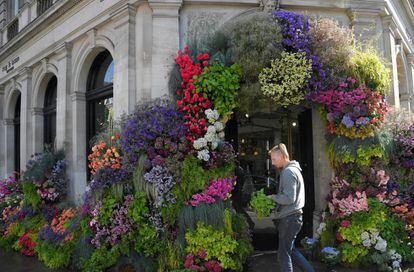 Un florista decora la entrada a su tienda en Chelsea coincidiendo con la celebración del Chelsea Flower Show en la ciudad.