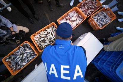 Un técnico del OIEA toma muestras de una bandeja de peces en el puerto de Hisanohama, a 35 km al sur de la central nuclear, el 19 de octubre. 