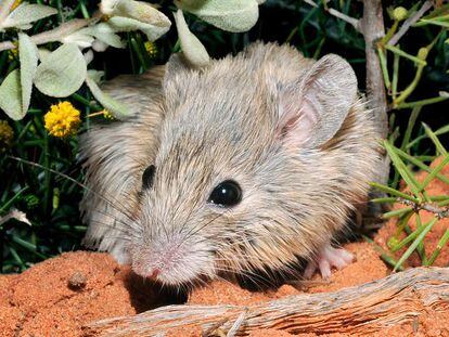 Un ejemplar de ratón de Gould, especie redescubierta en más de un siglo después de que se creyera extinguida.