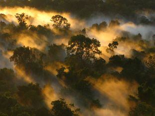 La selva amazónica superó su máxima capacidad de retirar CO2 de la atmósfera en los años 90.