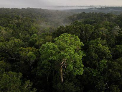 Vista aérea de la selva amazónica en Manaos (Brasil).