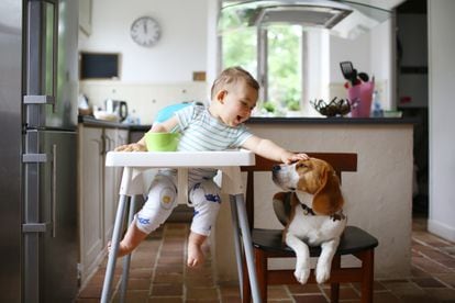 Un bebé disfruta con su perro en la cocina.