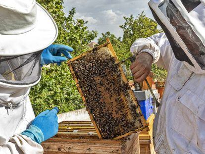 Colmenas inteligentes para combatir el colapso de las abejas