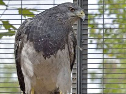 Águila escudada en el centro FIEB.