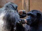 Dos chimpancés se concentran en sus 'helados' en el Zoo de Barcelona.