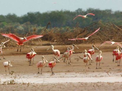 Espátulas rosadas en El Impenetrable, en el norte de Argentina.