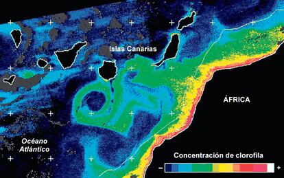 Fotografía hecha por satélite del archipiélago canario en la que se muestra la concentración de clorofila en miligramos por metro cúbico y que sirve para reconocer los movimientos de las diferentes corrientes.