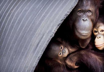 Una cría de orangután recién nacida (i) da sus primeros pasos al exterior junto a su madre en el zoo de Ouwhands en Rhenen (Holanda).