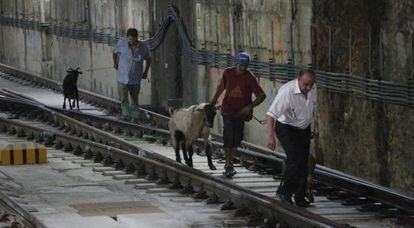 Trabajadores sacan las cabras de la estación de FGC.