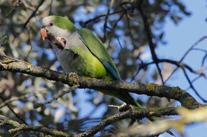 La cotorra monje o argentina es una especie invasora en varios pa&iacute;ses europeos.