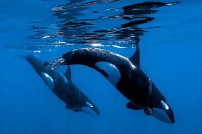 Dos de las orcas que Gotzon Mantuliz pudo observar en el Mar de Cortés.