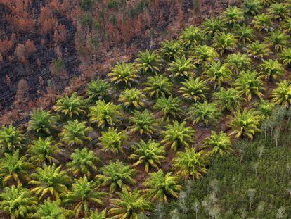 Plantación de palma para producir aceite junto a una zona de bosque quemada, en Indonesia.