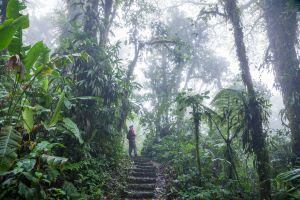 Senderismo en el interior del bosque nuboso de Monteverde, en Costa Rica.