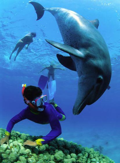 Baño con delfines en los arrecifes del Mar Rojo