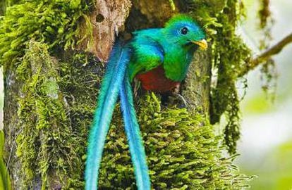 Ejemplar de Quetzal macho en el nido.
