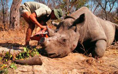 La caça furtiva està extingint els rinoceronts.