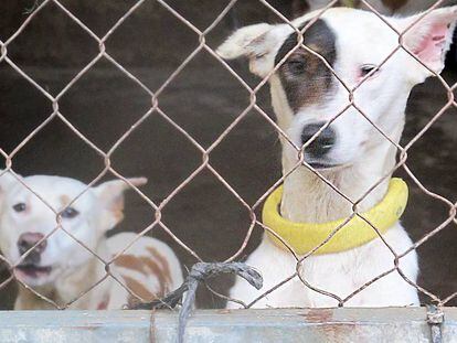 Dos de los perros que sufrieron los malos tratos investigados por la Guardia Civil en Huelva.