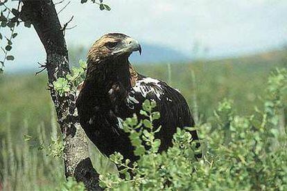 Águila imperial ibérica.