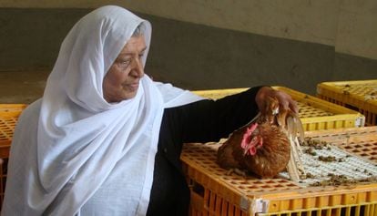 Una mujer inspecciona una de las 20 gallinas ponedoras que ha recibido dentro de un plan para asistir a hogares afectados por el conflicto en Qatana, cerca de Damasco (Siria).
