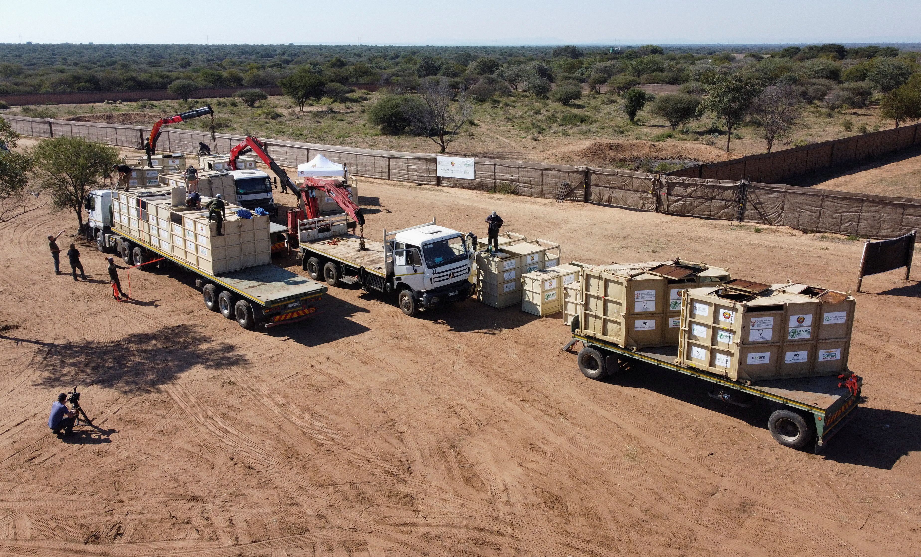 Los camiones son cargados con los contenedores que transportan a los 19 rinocerontes blancos y negros.  