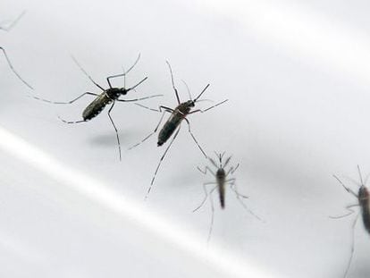 Mosquitos transmisores del chikungunya, en un laboratorio. / P. C. (AFP)