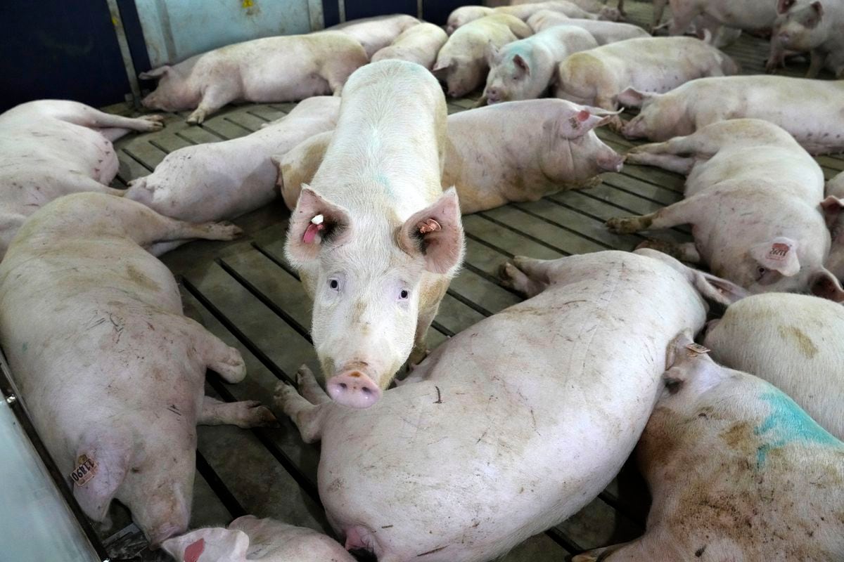 La polémica por la nueva ley sobre los cerdos en California