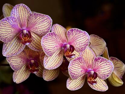 Este híbrido de dos especies de orquídea del género 'Phalaenopsis' da como resultado flores lavanda y crema que recuerdan a un caramelo.