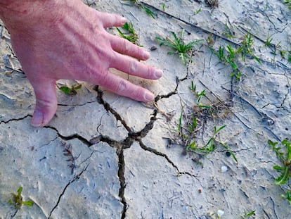 Agrietamiento del terreno, señal inequívoca de las trufas del desierto.