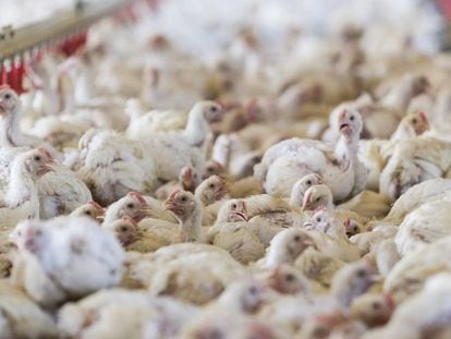 Una granja de pollos en Galicia.