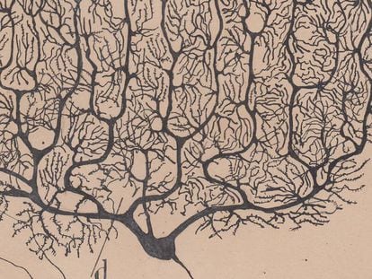 Dibujo de Santiago Ramón y Cajal de una neurona.