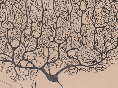 Dibujo de Santiago Ramón y Cajal de una neurona.