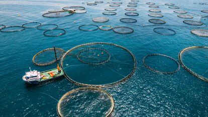 Acuicultura: el camino hacia el consumo sostenible de pescado