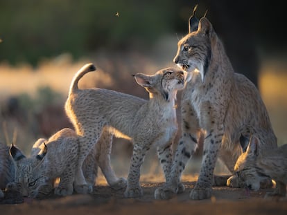 Una camada de linces ibéricos de Ciudad Real, nacida a mediados de septiembre del año pasado.