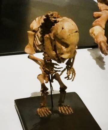 Cría de oso cavernario en el Museo Nacional de Ciencias Naturales de Madrid.