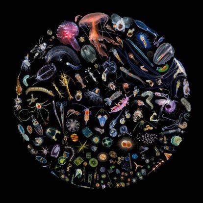 Mosaico con los diferentes organismos unicelulares y pluricelulares que componen el plancton marino.
