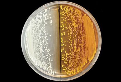 Un grupo de expertos en biología sintética diseñó una cepa de levadura para producir tebaína, un opiáceo muy relacionado con la morfina que normalmente se cosecha en las plantas de amapola. Los científicos agregaron genes específicos a las células de la levadura para que pudiesen sintetizar opiáceos: crearon un popurrí de 21 genes entre los que incluyeron material de amapolas, bacterias e incluso un roedor. El trabajo puede ayudar a los expertos a idear nuevos analgésicos y otros medicamentos con menos efectos secundarios, según cuentan los investigadores.