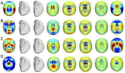 modificaciones en el rostro en funci&oacute;n de distintos genes.